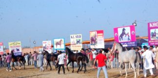 नुकरा दुधिया दाँत बछेरा में प्रथम स्थान नरेन्द्र कड़वासरा