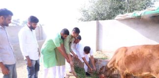 पूर्व मुख्यमंत्री वसुंधरा राजे के जन्मदिवस पर गौशाला में गायों को हरा चारा डाला