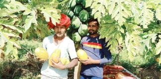 लॉकडाउन में गोपाल ने की पपीता की खेती अब रोजाना बेच रहा तीन हजार के पपीता।