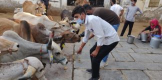 हिंदू युवा वाहिनी ने गौमाता को गुड खिलाकर मनाया 20 वा स्थापना दिवस