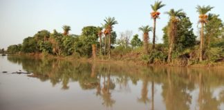 खजूर के पेड़ खजुरिया से लडालूम , प्रकृति का हुआ खूबसूरत नजारा