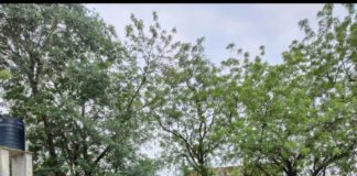 विश्व प्रकृति संरक्षण दिवस पर स्मार्ट वैल्यू और ए. पी.एल. एल.के छात्रों ने किया पौधारोपण