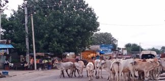 NH-148D पर लगा रहता है आवारा मवेशियों का जमावड़ा, दुर्घटनाओं के बाद भी प्रशासन बेपरवाह