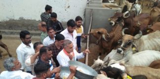 पंडित दीनदयाल जन्म जयंती पर गौशाला में गायों को चारा एवं गुड़ खिलाया गया।