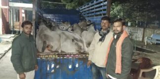 विश्व हिंदू परिषद के कार्यकर्ताओं द्वारा गोवंश से भरी गाड़ी को थाने को सुपुर्द किया