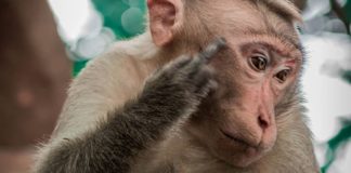 गोद में बच्चा लेकर इलाज के लिए हॉस्पिटल पहुंची बंदरिया, भावुक कर देगा ये VIDEO