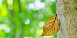 Shocking Video: एक सूखे पत्ते ने इंटरनेट पर लोगों को कर डाला कन्फ्यूज, जानें क्या है माजरा?