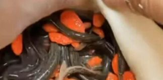 जिंदा कीड़ो वाला मोमोज हुआ वायरल, इंटरनेट पर भड़के लोग..video वायरल