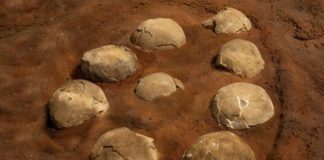 कुलदेवता मानकर जिसकी सालों से हो रही थी पूजा, अब निकला इस जानवर का अंडा, जानें पूरा मामला?