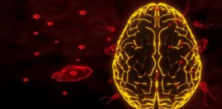 क्या है ‘ब्रेन ईटिंग’ अमीबा? कैसे अटैक करता है, केरल में अबतक 3 की मौत