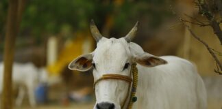 महाराष्ट्र सरकार का बड़ा फैसला, गाय को दिया राज्यमाता का दर्जा