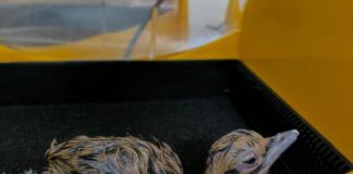 राजस्थान ने रचा इतिहास, पहली बार AI से पैदा हुआ दुर्लभ गोडावण, देखें तस्वीरें