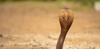 ‘बदला लेने आई नागिन’ एक-एक कर 5 लोगों को डसा, खौफ में आया UP ये गांव