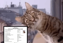 बिहार में डॉग बाबू के बाद आया ‘कैट कुमार’, सरकारी फॉर्म पढ़कर हंसी नहीं रुकेगी!