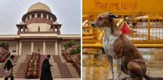 आ गया दिल्ली के आवारा कुत्तों पर सुप्रीम कोर्ट का बड़ा फैसला, जानिए अब क्या करना होगा?