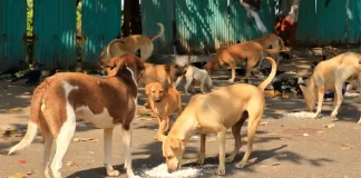 Stray Dogs: आवारा कुत्तों पर SC में फैसला सुरक्षित, जानिए आज क्या-क्या हुआ?