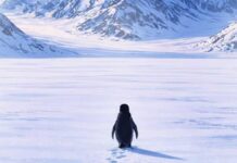 इस अकेले पेंगुइन को देखकर क्यों भावुक हुआ सोशल मीडिया, जानें क्या है माजरा?