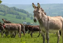 सुनकर हैरानी होगी लेकिन ये सच है, गधे पालने पर सरकार देगी अब मोटी रकम, जानें पूरी स्कीम?