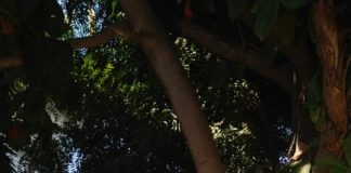 मंदिर की प्राण प्रतिष्ठा के उपलक्ष में ध्वजारोहण महाराज जी द्वारा की जाएगी