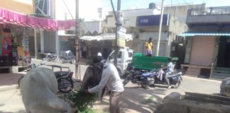 आवारा पशुओं के लिए हरे चारे कि व्यवस्था