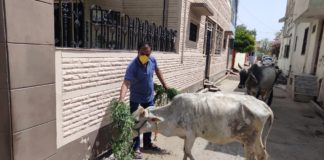 गायों को चारा डाल, पशु पक्षियों के लिए दाना-पानी योजना का शुभारंभ किया