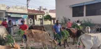 अभियान के दूसरे दिन गायों को चारा डाला