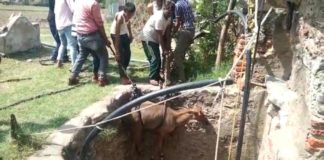 कुंए में गिरी नील गाय, बाहर निकाला, बचायी जान
