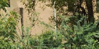 औषधीय पौधे लगाकर मनाया स्कार्फ डे