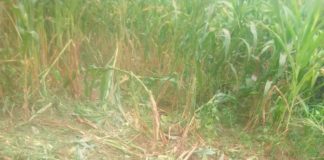 पुर में सूअरों का आतंक चौराहे से पहुंचा किसानों के खेतों तक किसान हुए परेशान।