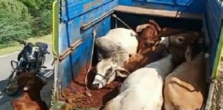 गौवंश से भरी पिकअप पकड़ी