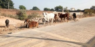 शीतलहर,भूख और आवास की समस्या से जूझ रहा गौवंश।