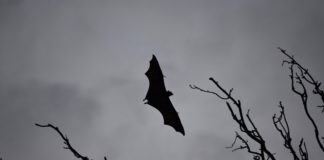 Alert: निपाह वायरस की देश में दस्तक, अबतक 4 केस में 2 की मौत, जानें इसके बारें सबकुछ