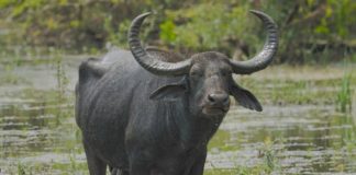 भैंस निगल गई 2 लाख का सोना, देखें VIDEO फिर भैंस के मालिक ने क्या किया?