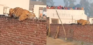 10 घंटे तक दीवार पर बैठकर पोज देता रहा टाइगर, वीडियो बनाते रहे लोग?