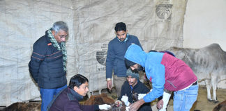 पशुओ के लिए फ्री चिकित्सा शिविर का आयोजन किया