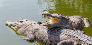 मां ने बेटे को मगरमच्छ से भरी नदी में फेंका, कारण जानकर भावुक हो जाएंगे आप..