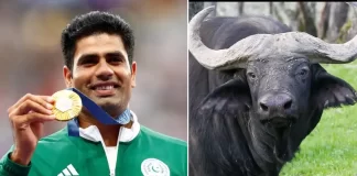 पाकिस्तान के लिए भाला फेंककर गोल्ड मेडल जीतने पर अरशद नदीम को गिफ्ट मिली भैंस