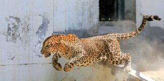 उदयपुर के गोगुंदा में पैंथर का आतंक, 2 दिन में गई 3 लोगों की जान, देखें तस्वीरें