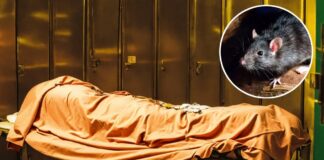 पटना के सबसे बड़े अस्पताल में चूहों का आतंक, मरीज की आंख-उंगलियां कुतर डाली, देखें VIDEO