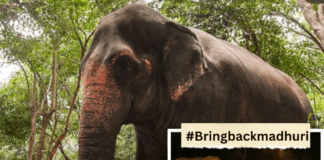 कोल्हापुर की ‘माधुरी’ अब वंतारा की कैदी? क्या अंबानी के आगे बेबस है सिस्टम, देखें VIDEO