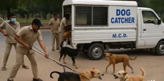 मैंने 2500 कुत्तों को मारा, खाद बनाने के लिए पेड़ के नीचे दफनाया, देखें VIDEO