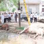 बारिश के बाद बिजली के खंभों में दौड़ा करंट, दूसरे दिन भी गौवंश की मौत