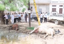 बारिश के बाद बिजली के खंभों में दौड़ा करंट, दूसरे दिन भी गौवंश की मौत