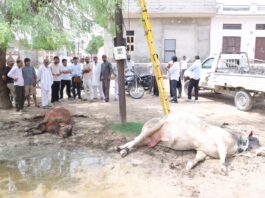 बारिश के बाद बिजली के खंभों में दौड़ा करंट, दूसरे दिन भी गौवंश की मौत