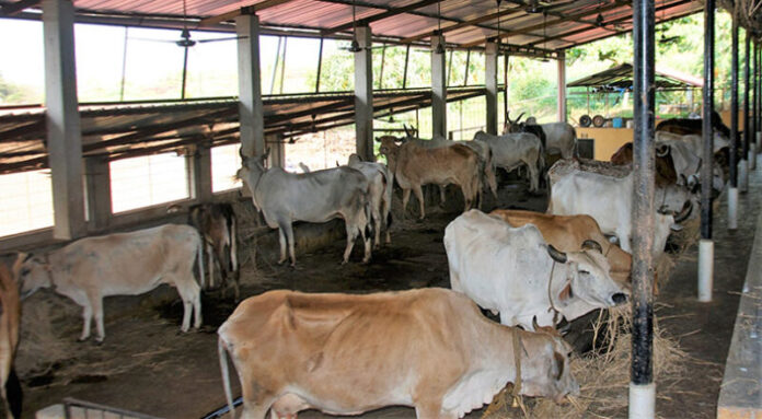 cow-shed-10