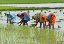 मानसून से खरीफ फसलों की बुवाई में आई तेजी, किसानों को फसल प्रबंधन की सलाह