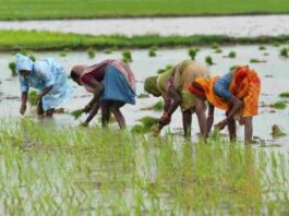 मानसून से खरीफ फसलों की बुवाई में आई तेजी, किसानों को फसल प्रबंधन की सलाह