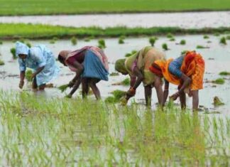मानसून से खरीफ फसलों की बुवाई में आई तेजी, किसानों को फसल प्रबंधन की सलाह