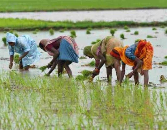 मानसून से खरीफ फसलों की बुवाई में आई तेजी, किसानों को फसल प्रबंधन की सलाह
