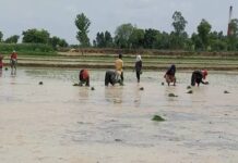 हनुमानगढ़: मानसून की बारिश से किसानों के चेहरों पर लौटी रौनक